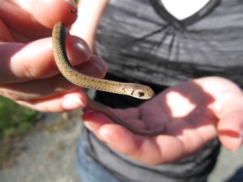 Baby Northern Brown Snake Herpetology