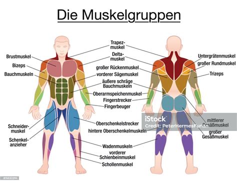 Muscle Chart German Labeling Most Important Muscles Of The Human Body