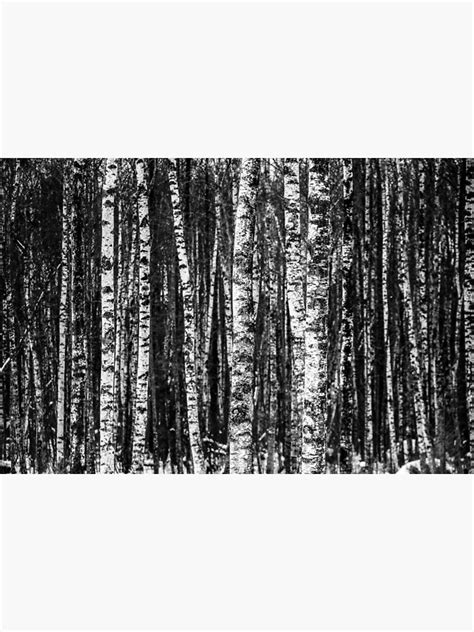 Black And White Abstract Birch Forest Art Print By Pdgraphics Redbubble