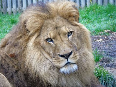 Lion - Animal Experiences At Wingham Wildlife Park In Kent