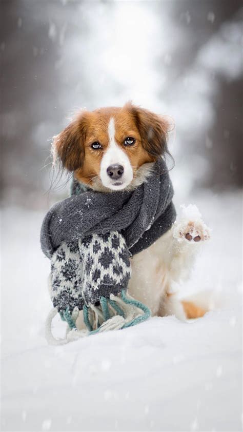 Puppy Scarf Snow Winter 4k Ultra Hd Mobile Wallpaper