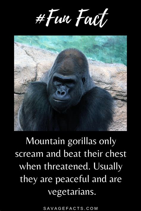 Facts About Mountain Gorillas Mountain Gorilla Gorilla Facts