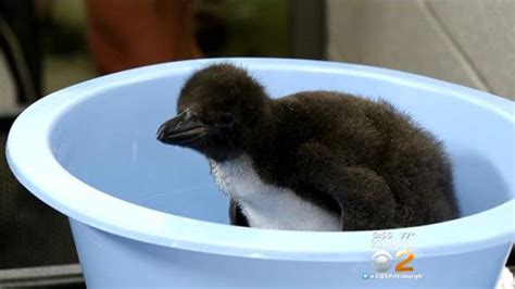 The First Macaroni Penguin Ever Hatched At The Pittsburgh Zoo And Ppg