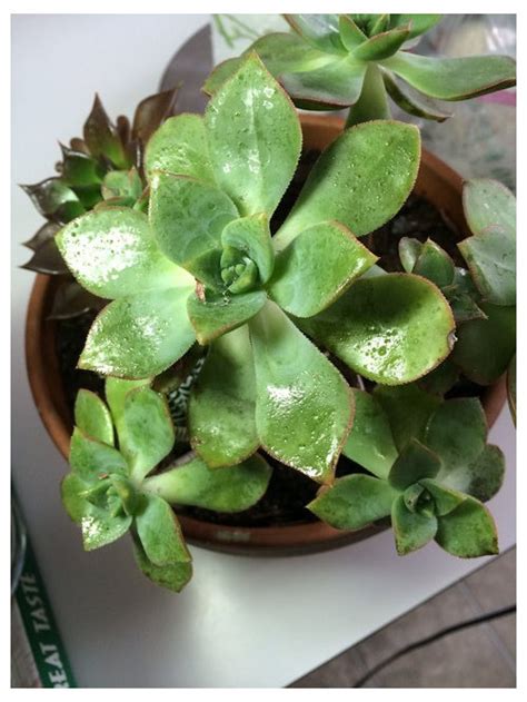 This succulent stays quite small, only reaching about three inches in diameter at maturity. Succulent has clear sticky substance and black spots