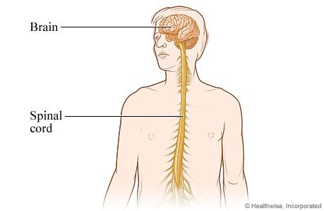 It is the largest division of the nervous system and has primary control over all organism behavior. Central Nervous System | University of Michigan Health System