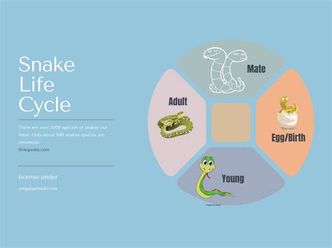 Rattlesnake Life Cycle Stages