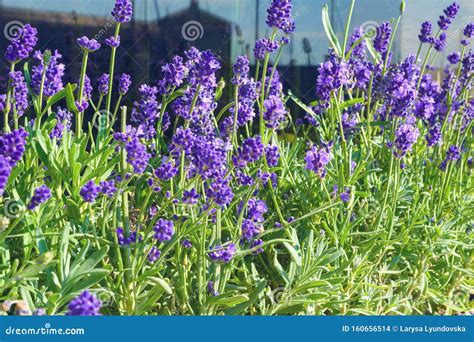 Fragrant Lavender Flowers Lavender A Beautiful Medicinal Plant