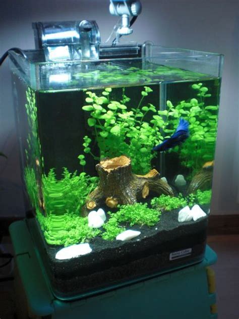 Best 25 Cool Betta Fish Tank Ideas That Will Inspire You