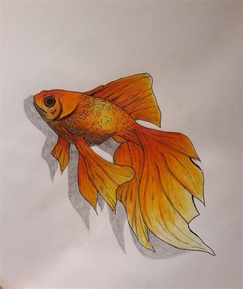 Fish Goldfish Drawing Draw Goldfish Art Fish Drawings Fish Tank