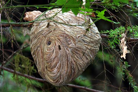 Filepaper Wasp Nest Wikipedia