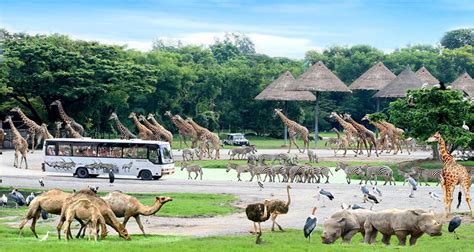 Safari World With Marine Park Bangkok Tour Tech Travel Eat