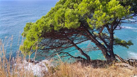 Beautiful Pine Trees Growing On A Slope Near The Sea Stock Image