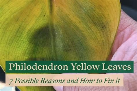 7 Reasons Philodendron Leaves Turn Yellow And How To Fix It Bloomsprouts