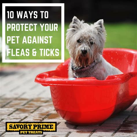 10 Ways To Protect Your Pet Against Fleas And Ticks Savory Prime Pet