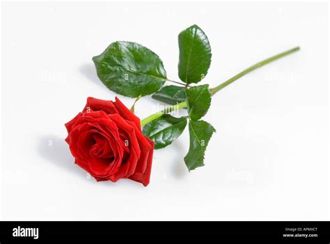 Single Red Rose High Resolution Stock Photography And Images Alamy