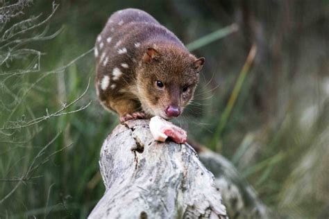 The Incredible Conservation Centre Protecting Tiger Quolls The Green Hub