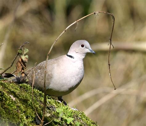 Collared Dove | NatureSpot