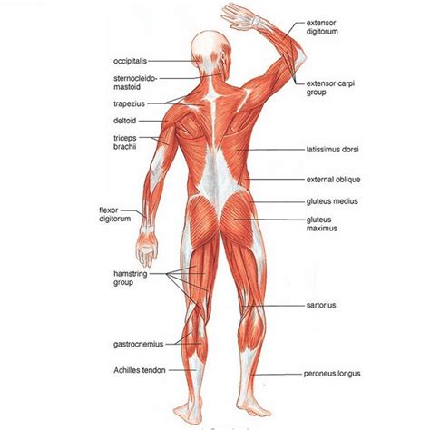 The intrinsic back muscles, which are also called true back muscles. Sports Massage Services North Walsham Norfolk - Up And ...