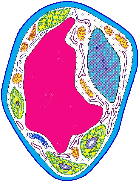 Animal Cell Without Labels Clipart Best Clipart Best Clipart Best