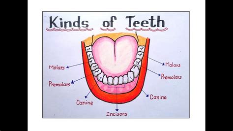 Human Teeth Diagram For Kids