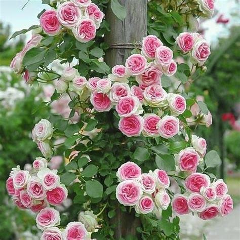 Роза плетистая Эден Роуз 3705 купить саженцы почтой в Беларуси