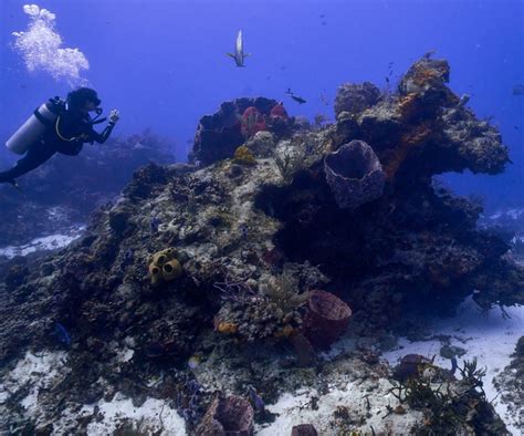 Cozumel Coral Reef Damage Update September 2019