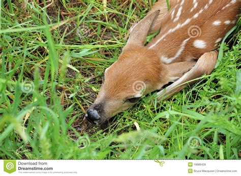 Whitetail Deer Fawn Stock Photo Image Of Field Nature 19688428