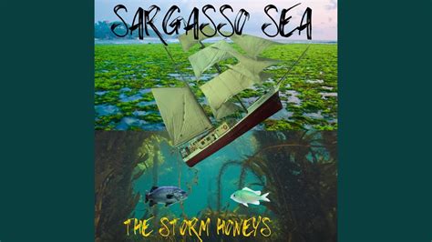 Sargasso Sea Youtube