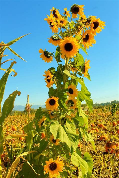 Nice 29 Stunning Sunflower Garden Ideas 29