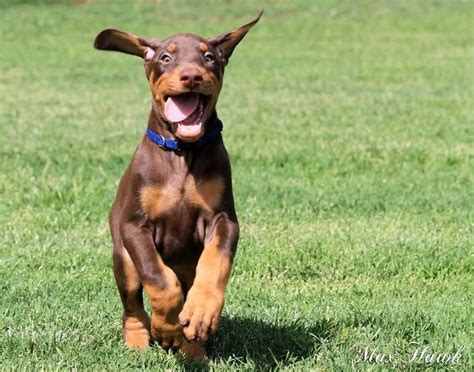 Those Paws What A Promise Doberman Puppies Doberman Pincher