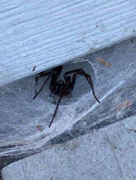 Lady Spruces Up The Home Of The Giant Spider Who Lives On Her Porch