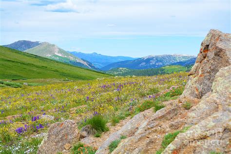 Alpine Wildflowers Photograph By Kate Avery Pixels