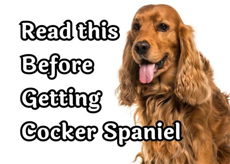 Six Key Facts About Cocker Spaniels