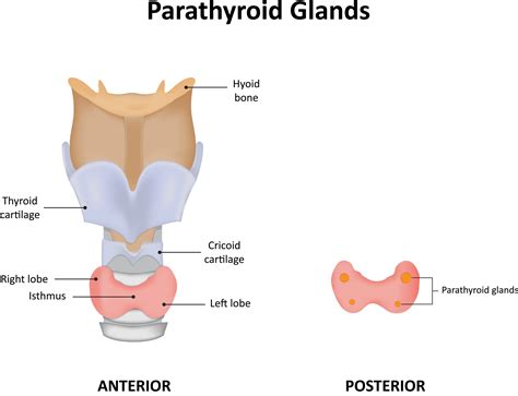 Parathyroid Glands High Plains Surgical Associates