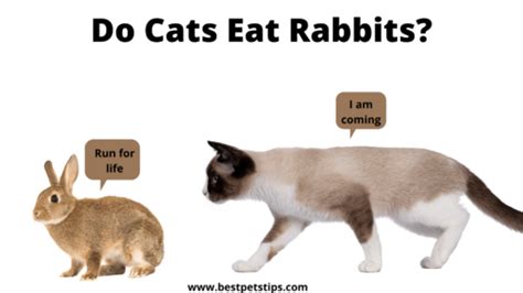 Do Cats Eat Rabbits All You Need To Know