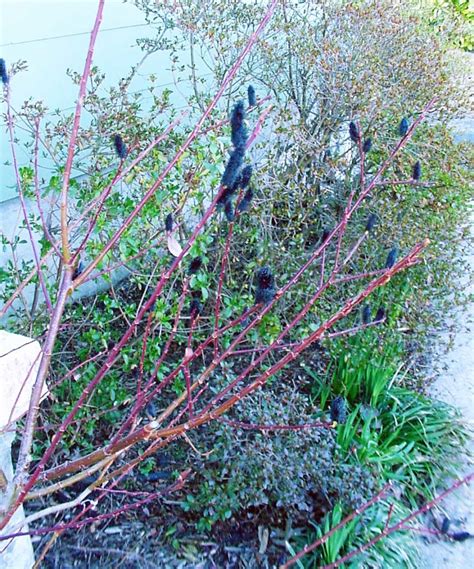 Common Shrubs For Temperate Climates That Are Easy To Grow