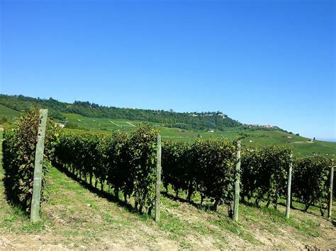 Hd Wallpaper Vineyards Vines Italy Barolo Agriculture Piemonte