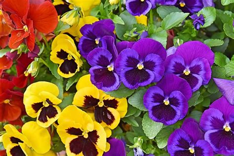 24 Winter Flowers That Will Add Vibrant Color To Your Garden Pansies