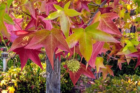 American Sweetgum Allergy A Complete Guide W Photos Allerma™