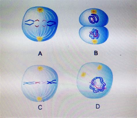 Which Picture Illustrates The Anaphase Stage Of Mitosis