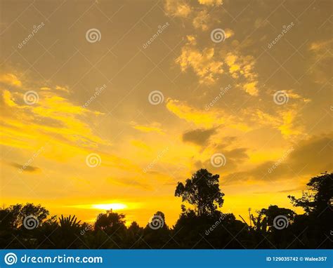 Evening Sky Evening Sunset Scene Bright Outdoor Beauty Tree Dawn Yellow