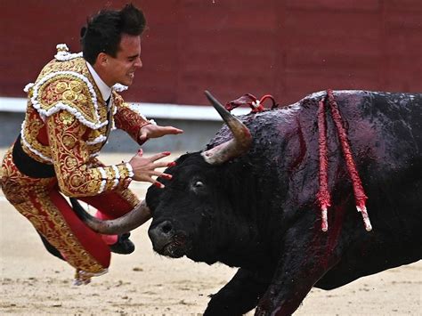 Matador Gored In Groin By Bull He Stabbed In The Neck The Independent