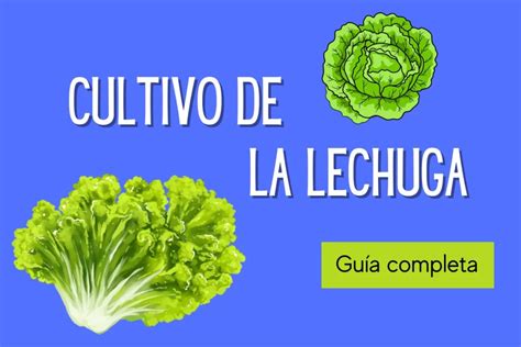 Cultivo De La Lechuga Guía Completa Conciencia Verde