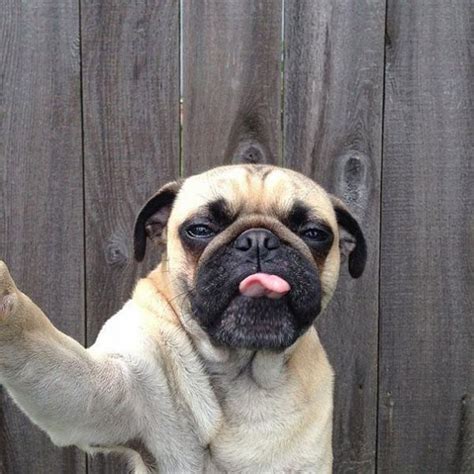 Dog Selfies 20 Pics