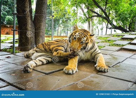 Bengal Tiger Is Licking His Feet In Park Stock Photography