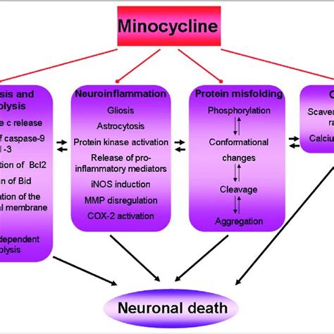 Pdf Minocycline As A Potential Therapeutic Agent In Neurodegenerative