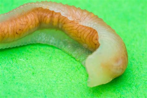 Close Up Photo Of Linguatula Serrata Or Tongue Worm Stock Photo Image