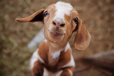 10 Curiosidades Sobre Las Cabras Que Te Harán Amarlas Más Blog Animalista