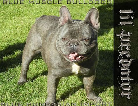 French bulldog for sale, victorville, california. " PREDATOR " Blue Hungarian French Bulldog STUD Available ...