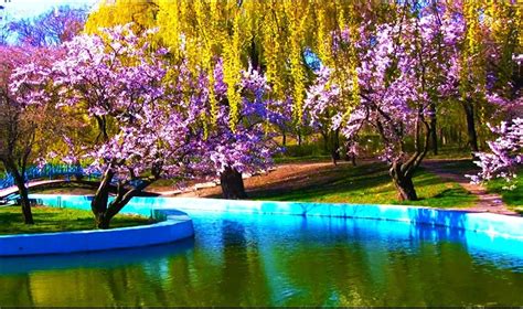 Water Cherry Blossom Wallpapers Top Free Water Cherry Blossom